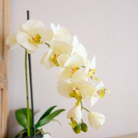 빌라시미우스 La Rosa Dei Venti B&B 외부 사진